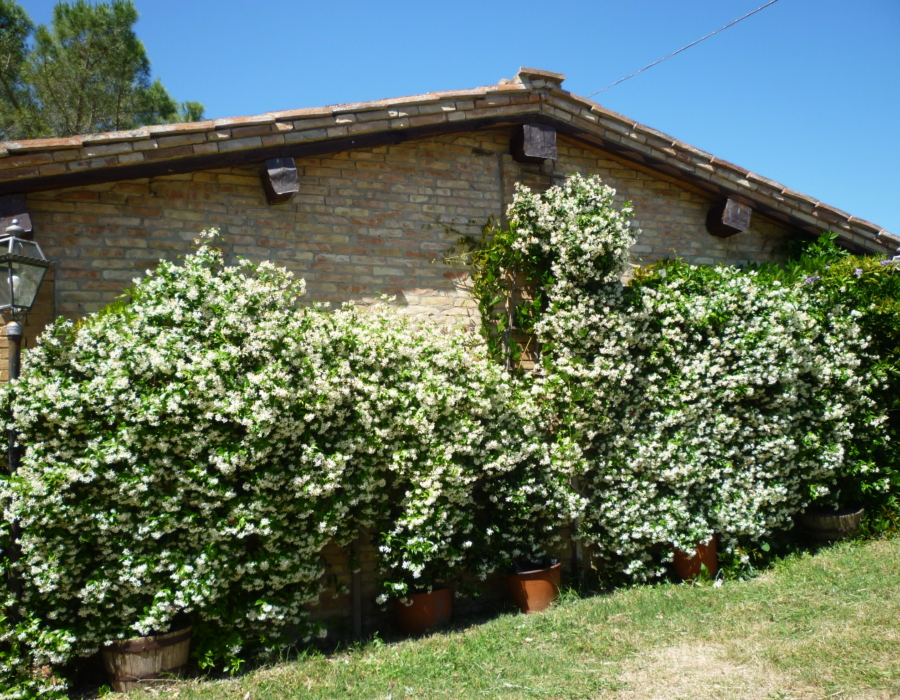 Buonconvento Tuscany Farmhouse for sale